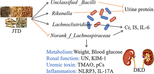 Figure 8 JTD ameliorated DKD through the regulation of gut microbiota.