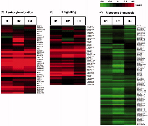 Figure 5. Effects of TBTO on expression levels of genes involved in leukocyte migration, phosphatidylinositol (PI) signaling and ribosome biogenesis. Heat maps visualize the effects of TBTO exposure on the expression levels of genes involved in three different biological processes in Jurkat cells. As a result of an exposure for 6 h, TBTO up-regulated genes involved in (A) leukocyte migration and (B) phosphatidylinositol signaling and (C) down-regulated genes involved in ribosome biogenesis. Heat maps show 2-log ratios of TBTO versus the average of the DMSO controls (in three biological replicates, R1–R3). Green represents down-regulation, red up-regulation and black no-regulation. Color intensity is related to the 2-log ratio and is indicated by the bar. For interpretation of the references to color in this figure legend, the reader is referred to the online version of the article.