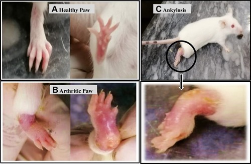 Figure 2 Representative image of arthritis induction: At day 0 (A) Ventral and view of normal paw of mice with arthritis score-0 (B) ventral and dorsal view of Collagen type-II induced Grade-4 arthritic mice showing swelling and abscess formation, (C) Side view of grade-4 arthritic mice showing ankylosis.