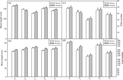 Figure 1.  Effect of foliar spray of salicylic acid on shoot (a) and root (b) lengths, and tiller (c) and leaves (d) number of two varieties of lemongrass plants grown under drought stress. Each value represents the mean of four replicates with SE determined. Means within a column followed by the same letter (s) are not significantly different (p ≤ 0.05). [100% FC (Control) + 0 SA (T1, Control); 75% FC + 0 SA (T2); 50% FC + 0 SA (T3); 75% FC + 10−5 M SA (T4); 50% FC + 10−5 M SA (T5)].