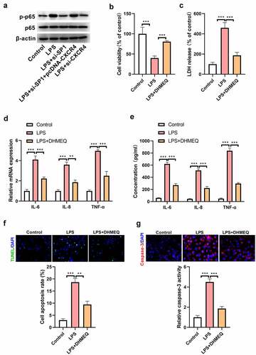 Figure 6. The NF-κB signaling pathway is involved in mediating the effects of SP1/CXCR4 axis on LPS-induced H9c2 cell injury. (a) H9c2 cells were transfected with si-SP1, pcDNA-CXCR4, or si-CXCR4 alone or in combination, and then treated with (10 μg/mL) LPS for 24 h. Western blotting was carried out to evaluate the expression of p-p65 and p65 in H9c2 cells. (b) H9c2 cells were treated with (10 μg/mL) LPS alone or together with (10 μg/mL) DHMEQ, and then subjected to CCK-8 assay. (c) The release of LDH was examined in H9c2 cells stimulated with LPS alone or together with DHMEQ. (d) qRT-PCR and (e) ELISA assays were performed to determine the levels of TNF-α, IL-8, and IL-6 in H9c2 cells stimulated with LPS alone or together with DHMEQ. (f) TUNEL staining was carried out to evaluate the apoptosis of H9c2 cells stimulated with LPS alone or together with DHMEQ. (g) The activity of caspase-3 was measured to assess the apoptosis of H9c2 cells stimulated with LPS alone or together with DHMEQ. ***P < 0.001.