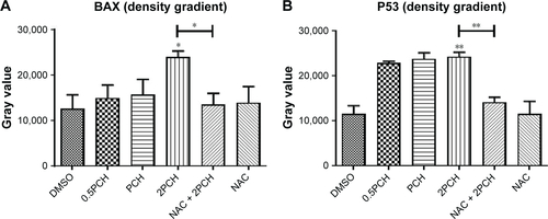 Figure S2 Quantitative data of Figure 5C.Notes: HCT116 cells were pre-incubated with or without 5 mM NAC for 0.5 hour before exposure to PCH at the indicated concentrations, then the expressions of apoptosis-related proteins (A) BAX, (B) P53, (C) BCL-2, and (D) Cle-PARP were detected by Western blot analysis. *P<0.05; **P<0.01.Abbreviations: CA, cinnamaldehyde; HCPT, 10-hydroxy camptothecin; NAC, N-acetyl-cysteine; PCH, HCPT-CA-loaded nanoparticles.