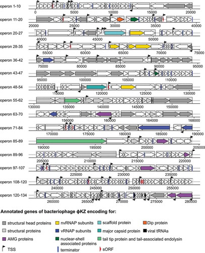 Figure 3. Transcriptional map of giant bacteriophage ɸKZ. Combined depiction of the viral genome of phage ɸKZ and annotation of transcriptional start sites (TSSs) and terminators by dRNA-seq data. TSSs are found mainly on the leading strand and at the beginning of ORFs. The classification scheme of TSSs follows Sharma et al., 2010 and is visualized in Figure 2b in detail. The legends depicts already annotated gene types denoted by colour (dark grey: structural head proteins, light grey: structural proteins, yellow: non-virion RNAP-associated subunits (PHIKZ71/73/74/55/123), dark blue: virion-associated RNAP subunits (PHIKZ080/149/178/180), cyan: scaffold protein (PHIKZ054), light blue: major capsid protein (PHIKZ120), orange: Dip protein (PHIKZ037), black: tRNAs-Thr/Asn/Asp/Met/Pro/Leu, purple: AMG proteins (PHIKZ155/188/214/217/235/305/306), dark green: nuclear-shell associated proteins (PHIKZ039/105), light green: tail tip protein (PHIKZ131) and tail-associated endolysin (PHIKZ181), arrows: TSS, blue line: terminator, red arrow: new annotated gene (predicted as sORF007), light grey box: operon