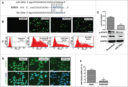 Figure 2. MiR-320a directly regulates STAT3 expression. (A) STAT3–3′UTR is targeted by miR-320a or Mu-320a (mutation of miR-320a) as shown by microRNA informatics. (B) GFP-positive cells were observed under a fluorescence microscope. Cells were treated with both pc3.1-GFP-STAT3–3′UTR and miR-320a or scrambled control. Bar = 100 μm. (C) Flow cytometry detected the percentage of GFP-positive cells after cells were co-transfected with pc3.1-GFP-STAT3–3′UTR and miR-320a (or scrambled control). (D) STAT3/p-STAT3 expression was detected through western bolt analysis. *p < 0.01, miR-320a treatment vs. scrambled control. (E) Immunofluorescence detection showed that p-STAT3 levels located in the nuclei were inhibited in miR-320a-treated cells compared with those treated with scrambled control treatment. p-STAT3 (green); DAPI-counterstained nuclei (blue). Bar = 50 μm. (F) q-PCR detected miR-320a levels in A549 or A549/R34 cells. *p < 0.01, miR-320a levels in A549/34R vs. those in A549.