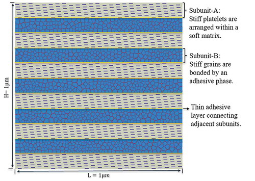 Figure 2. The proposed material model is a hybrid composite inspired by ultrastructure of bone. It consists of an alternating parallel array of two basic subunits A and B connected together by a thin layer of adhesive phase. The subunits A and B represent the mineralized collagen fibril and extrafibrillar matrix of bone ultrastructure, respectively.