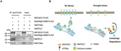 Figure 9. Function of MtCAS31 in MtPIP2;7 autophagic degradation. (A) Detection of the MtATG8a-MtCAS31-MtPIP2;7 interaction by coimmunoprecipitation. Total proteins were extracted from the roots of transgenic M. truncatula, which express MtCAS31-FLAG. Medtr6g012980-FLAG was employed as the negative control. Total proteins were incubated with anti-FLAG beads to immunoprecipitate the target protein. Coprecipitated proteins were analyzed by immunoblotting using anti-ATG8 and anti-MtPIP2;7. (B) In the absence of stress, MtPIP2;7 is localized to the PM to transport water from soil into plant cells. Under drought stress, MtCAS31 is highly induced and participates in protein quality control. MtCAS31 works as a cargo receptor to form the MtPIP2;7-MtCAS31-MtATG8 complex, which promotes MtPIP2;7 autophagic degradation and thus reduces water loss. MtCAS31 may facilitate the autophagic degradation of other proteins, which needs to be examined in further studies.