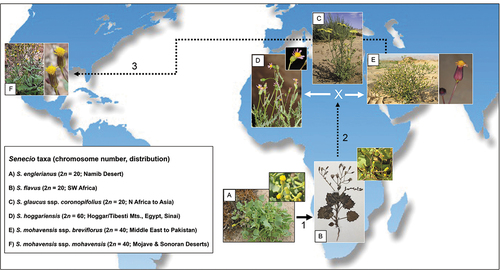 Figure 8. Hypothesised, step-like biogeographic scenario involving (1) the origin of Senecio flavus from S. englerianus in the Namib Desert region, followed by (2) its spread to North Africa (Liston et al. Citation1989; Coleman et al. Citation2003; this study), where hybridisation with S. glaucus ssp. coronopifolius gave rise to S. hoggariensis and S. mohavensis ssp. breviflorus, respectively (Kadereit et al. Citation2006). Note the cross-continental dispersal (3) of the latter taxon to south-western North America (Coleman et al. Citation2003), followed by the origin of ssp. mohavensis. Photographs by Joseph J. Milton (A: habitus), David Forbes (A: close-up); Richard J. Abbott (B: habitus, collection Bertil Nordenstam), Fouad Msanda (B: close-up; CC BY-NC 4.0), Philippe Geniez (C; BY-NC 4.0), Ori Fragman-Sapir (D; and E: close-up; www.Flora.org.il); Mori Chen (E: habitus; www.Flora.org.il), and Stan Shebs (F; CC BY-SA 4.0). Worldmap (Wagner II projection) by Tobias Jung (CC BY-NC 4.0).