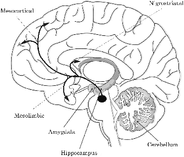 Figure 2. Schematic view of the mesocortical, mesolimbic and nigrostriatal dopaminergic pathways in the human brain (modified from http://www.peoi.org chapter 8, section B).