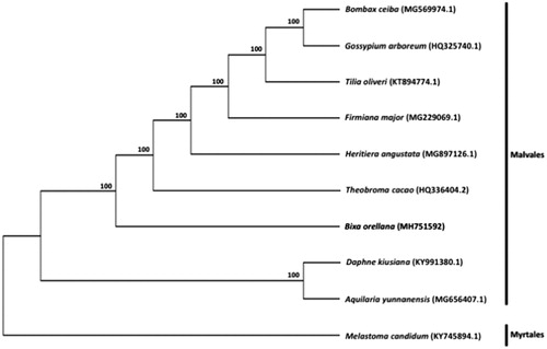 Figure 1. Maximum likelihood tree showing the relationship among Bixa orellana and representative species within the order Malvales, based on whole chloroplast genome sequences, with Melastoma candidum (Myrtales) as outgroup. Shown next to the nodes are bootstrap support values based on 1000 replicates.