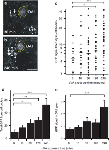 Figure 7. Quantitative analysis of reporter gene expression in PN cell bodies and dendrites. (a, b) Two-photon microscopy images of GFP fluorescence in antennal lobe. Arrows indicate PN cell bodies. Flies were exposed to cVA (20 μg) for 30 (a) or 240 (b) minutes. Images were obtained at 240 minutes. Results were from male flies containing MZ19-Gal4, UAS-mLexA-VP16-NFAT, LexAop-CD2-GFP, and LexAop-CD8-GFP-2A-CD8-GFP. (c–e) Analysis of GFP fluorescence intensity in cell bodies and dendrites of the DA1 PNs in flies exposed to cVA for different durations. Measurements for each exposure duration were obtained from 12 antennal lobes. (c) GFP fluorescence in the cell bodies. Horizontal bars: median values. (d) Total GFP fluorescence from all labeled cell bodies in each antennal lobe. (e) GFP fluorescence intensity (arbitrary unit) in PN dendrites of the DA1 glomerulus. Error bars indicate standard error of mean. *p<0.05; **p<0.01; ***p<0.001. Wilcoxon signed-rank test. All measurements were obtained from a custom two-photon microscope with the same laser power (86 mW at the back aperture of the objective lens) at the wavelength of 925 nm. Scale bar = 20 μm.