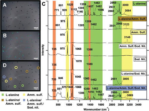 Figure 1. (a) Optical image of laboratory generated aerosol particles composed of L-alanine, (NH4)2SO4, and NaNO3. (b) The same image now with aerosol particles to be analyzed identified by the particle area (blue), particle perimeter (green), and the center of the particle where the Raman spectrum is collected (red). (c) DCA-clustered Raman spectra of the analyzed aerosol particles, showing individual and mixed particles including: L-alanine, L-alanine/(NH4)2SO4, (NH4)2SO4, and L-alanine/(NH4)2SO4/NaNO3. Vibrational modes are shown for NaNO3 (orange), (NH4)2SO4 (yellow), and L-alanine (green). (d) Optical image with some identified particle types with four identified clusters - L-alanine particles, L-alanine/(NH4)2SO4 mixed particles, (NH4)2SO4 particles, and L-alanine/(NH4)2SO4/NaNO3 mixed particles.