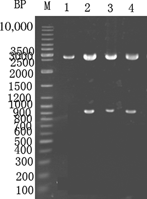 Figure 1.  Plasmid extraction and digestion of the recombinant E. coli expressing pMD18-TU. M—GeneRuler DNA ladder marker. Lane 1—pMD18-T digested using SacI and XbaI to serve as a control. Lanes 2–4—pMD18-TU digested using SacI and XbaI, which yielded a 0.9 kb gene fragment.