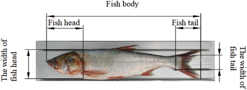 Figure 3. Schematic diagram of fish head and tail.