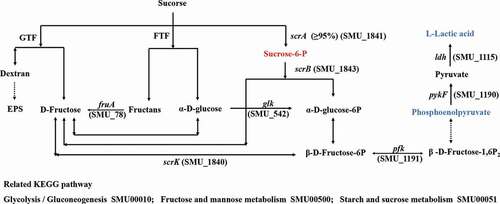 Figure 6. Sucrose uptake and utilization in S. mutans.