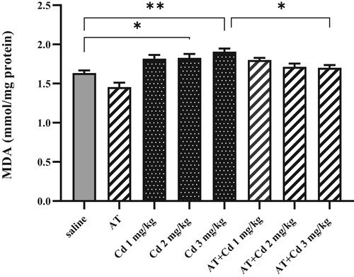 Figure 2. Effects of AT on MDA levels in kidney tissues of rats treated with CdCl2 at the dosages of 1, 2, and 3 mg/kg. Administration of CdCl2 (2 and 3 mg/kg) significantly increased levels of MDA in serum compared to the rats received saline. Pretreatment with AT decreased the effect of CdCl2 (3 mg/kg). Presented figures are mean ± S.E.M (n = 7) 0.05999. *P < .05, **P < .01.