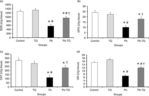 Fig. 1 Effects of lead (Pb), thymoquinone (TQ), and their coadministration on the kidney activities of superoxide dismutase (SOD, a), glutathione peroxidase (GPX, b), catalase (CAT, c), and glutathione reductase (GR, d) in rats after five weeks. Values are expressed as mean±SEM of eight animals. Student's t-test: *p<0.05 versus control; # p<0.05 versus TQ-treated rats; † p<0.05 versus Pb-treated rats.