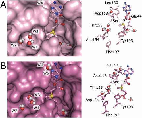 Figure 5. Structurally conserved water molecules in TrmB crystal structures mapped on the TrmB-SAM structure. (A) Monomer A of the TrmB-SAM complex structure is shown in surface mode (left). SAM is shown as ball and stick model and water as spheres. Water coordinating residues are represented as sticks (right), water is shown as spheres, and hydrogen bonds are shown as dashed lines. (B) Monomer B of the TrmB-SAM crystal structure shows TrmB in surface representation (left). SAM is shown as bal and stick model. Water molecules are represented as spheres. Water coordinating residues (right) are shown as sticks, water as spheres and hydrogen bonds as dashed lines