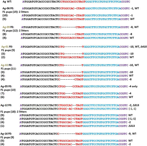FIG 2 Agouti (Ag) genotypes of F1 pups derived from breeding seven Ag F0 mice to wild-type C57BL/6 mice. The nucleotide sequences of forward (black) and reverse (blue) TALEN binding sequences at the wild-type Agouti locus are shown at the top. Mutations detected in individual F0 mice (top) and their respective F1 offspring (bottom) are listed. Each Ag founder mouse (corresponding to those in Fig. 1) with the number of derived F1 pups of indicated genotypes (parenthesis) are shown at the left. Mutated alleles summarized at the right (as for Fig. 1) include additional large deletions (Δ) detected using F-far and R-far primers (Fig. 1D) and confirmed by nucleotide sequencing. Black and brown F0 mice are denoted by corresponding Ag font colors at the left. Symbols: WT, wild type; Δ, deletion; –, number of base pairs deleted (e.g., “−10” indicates 10 bp deleted).