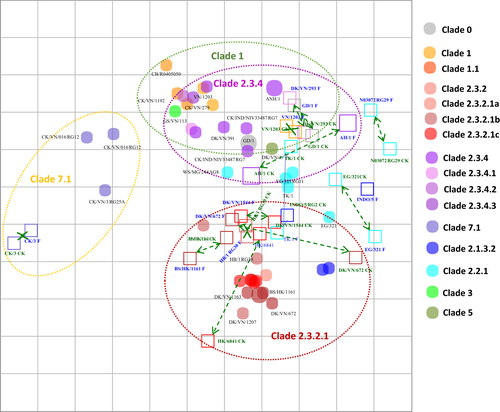 Fig. 3 Map showing inferred relationships (antigenic distance units) between pairs of chicken and ferret reference antisera raised against the same viruses.Grid lines represent 1 antigenic distance unit, corresponding to a 2-fold dilution in the HI assay. Different antigenic clusters are indicated with different colors. Filled circles indicate antigens, while open squares indicate antisera. Green arrows with dotted lines indicate chicken and ferret antisera pairs