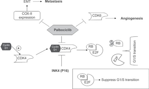 Figure 2 Palbociclib mechanism of action.