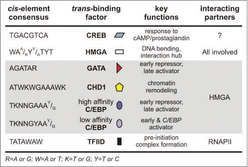 Figure 4 A summary of cis-elements of chorion genes and the protein factors that associate in trans with them. The cis-element consensus sequence, its cognate protein factor, the main function of the factor and proteins it interacts with during choriogenesis are presented. The symbols that accompany each factor are the ones used to depict the relevant binding sites in Figure 3. Data for the CREB factor are based on binding site prediction and homologies to other insect systems. Symbols used to describe nucleotide composition are explained in the footnote.