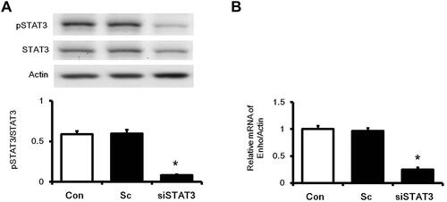Figure 4 Effects of STAT3 activation on the increase in Enho expression in high glucose-induced HepG2 cells. To understand the interaction between STAT3 and adropin, cells were transfected into siSTAT3 (40 pmol) or scrambled siRNA (Sc). Twenty-four hours after transfection, (A) Western blot confirmed silencing of STAT3 expression. (B) The expression of adropin mRNA (Enho) was significantly reduced in cells transfected with siRNA of STAT3. The values are expressed as the mean ± SEMs (n=6). *P < 0.05 compared to the normal control group.