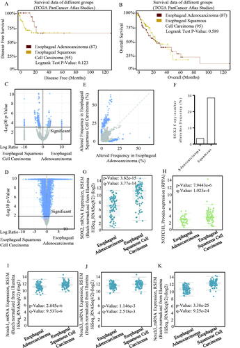 Figure 2. SOX2/Notch signalling phenotype in esophageal carcinoma. The OS and PFS survival curves comparing patients with esophageal adenocarcinoma (A) and esophageal squamous cell carcinoma (B) were plotted using Kaplan–Meier plotter analysis. (C–D) Different expression patterns of SOX2/Notch signalling phenotype in esophageal adenocarcinoma and esophageal squamous cell carcinoma were drafted, and the SOX2 expression patterns were much similar in either squamous carcinoma and adenocarcinoma. The overexpressed SOX2 was frequently occurred in either squamous carcinoma (E) and adenocarcinoma, especially in squamous esophageal carcinoma. (F) SOX2 expression level was significantly higher in squamous esophageal carcinoma than esophageal adenocarcinoma (G), and the SOX2-associated Notch signalling was co-activated (H–K). (I) The Notch1 signalling mRNA expression level was significantly higher in squamous esophageal carcinoma than esophageal adenocarcinoma. The Notch3 signalling mRNA expression level was significantly higher in squamous esophageal carcinoma than esophageal adenocarcinoma.