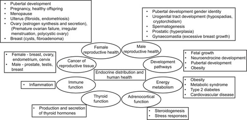 Figure 2 Outline of the influences of EDCs on human health.