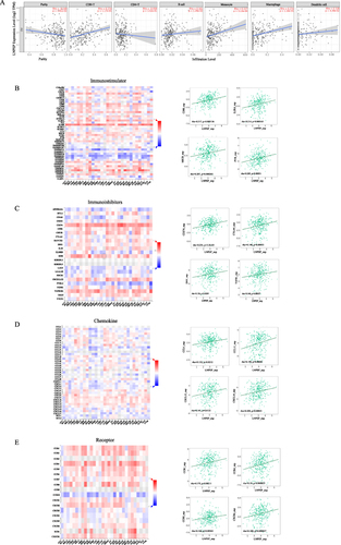Figure 6 LNPEP is associated with immune infiltration in OV. (A) Correlation between LNPEP expression and the abundance of tumor infiltrating immune cells in OV using the TIMER database. (B and C) Correlation between LNPEP expression and immunostimulators (B) and immunoinhibitors (C) in OV available from the TISIDB database. (D and E) Correlation between LNPEP expression and chemokines (D) and chemokine receptors (E) in OV available from the TISIDB database.