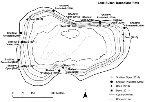 Figure 1. Locations of transplant plots in Lake Susan. Each plot contained 5 sites with 1 species planted at each site.