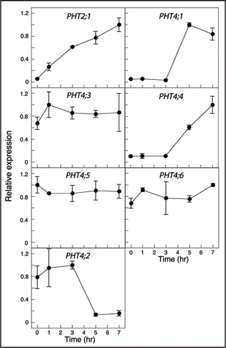 Figure 2 Effect of light on expression of PHT4 genes. Mature plants were held in the dark for 3 d before re-exposure to light. Expression levels were determined at the indicated time points by real-time RT-PCR and normalized to EIF-4A2. For each gene, expression values are relative to the maximum value, which was set at 1. The values plotted are averages of two biological replicates, and error bars indicate the replicate values. For analysis of PHT4;2, RNA was isolated from root tissues. For all other genes, RNA was isolated from rosette leaves. PHT2;1 serves as a positive control for light induction.