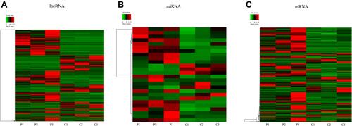 Figure 1 The expressions of differentially expressed lncRNAs, miRNAs and mRNAs. Heat maps of (A) lncRNA, (B) miRNA, and (C) mRNA (|log2FC| >1 and p<0.05). Red and green indicate up- and downregulation, respectively.