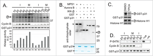 Figure 2. IKK-β phosphorylates Xenopus p31comet. (A) Samples from cycling XEEs with 1,000 DSN/µl were collected at intervals after shift to 23°C. GST-p31comet beads and [γ−32P]ATP were added to an aliquot of the sample for analysis of kinase activity as described in Methods (top panel, bottom histogram). In parallel, another aliquot was directly analyzed by Western blotting for Cyclin B (second panel). The arrow indicates32P-labeled GST-p31comet. The stage of the cycling XEE is shown above (I: interphase, M: mitosis). (B) GST-p31comet or GST were incubated with ATP-γ-S and Aurora B, Mps1 or IKK-β. Samples from each reaction were subject to Western blotting using an anti-thiophosphate ester specific antibody (upper panel) and to CBB staining (lower panel). Black arrows within the upper panel indicate bands resultant from kinase autophosphorylation. Arrow to the right of the upper panel indicates phosphorylated GST-p31comet. (C) CSF-XEE containing [γ−32P]ATP and either DMSO or TCPA (final concentration 300 µM) were incubated with GST-p31comet or Histone H1. Each sample was subjected to SDS-PAGE and autoradiography (upper panels. Arrows indicate phosphorylated p31comet or Histone H1) and to Western blotting to assure equal loading (lower panels). (D) Samples as in panel A were subjected to Western blotting using phospho-specific antibody (anti-p31comet-S4p,T6p). Positive control (+ve) lane contains in vitro phosphorylated GST-p31comet as in Figure S3A, except ATP was used instead of [γ−32P]ATP. Negative control (-ve) lane includes untreated purified GST-p31comet.