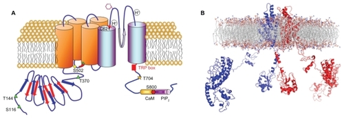 Figure 1 A) Putative membrane topology of a transient receptor potential vanilloid 1 subunit displaying the location of residues involved in ligand-binding, proton activation, and post-translational modifications. The transient receptor potential vanilloid 1 domain, and calmodulin- and phosphatidylinositol-4,5-bisphosphate-binding domains are also depicted. B) Side view of the ribbon structural model of two opposite monomers of the transient receptor potential vanilloid 1 channel inserted into the lipid bilayer, after molecular dynamic simulation. The other two monomers are not shown for clarity.
