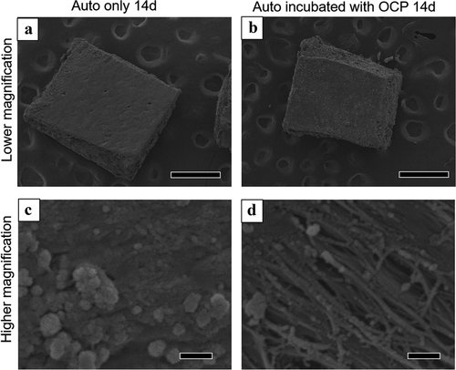 Figure 9. Lower (a, b) and higher (c, d) magnified SEM images of harvested calvarial bones (Auto) after incubation without (a, c) and with OCP (b, d) in the osteogenic medium at 14 days. Bars in the lower and higher magnified images represent 500 and 1 μm, respectively