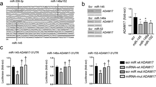 Figure 1. miRNA regulation of ADAM17. (a) Predicted miRNA binding sites for ADAM17. (b) Exogenous miRNAs suppress ADAM17 in HCT116 cells. Left panel representative blots; β-actin band below ADAM17 is shown as a loading control. right panel densitometry of two independent experiments, *p < 0.05 compared to scrambled (Scr) miRNA. (c) Expression of luciferase regulated by WT or mutant ADAM17-3’UTR in cells transfected with indicated miRNAs. *p < 0.05 comparing targeted miRNA to control Scr assayed with WT ADAM17-3’UTR; †p < 0.05 comparing targeted or Scr miRNA + mutant ADAM17-3’UTR to targeted miRNA +WT ADAM17-3’UTR (n = 3 independent platings in replicates of 8)