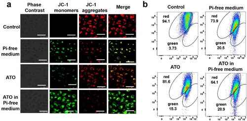 Figure 6. The Δψm change of mitochondria in different groups was recorded by confocal microscopy (a) and flow cytometer (b), scale bar = 50 μm.