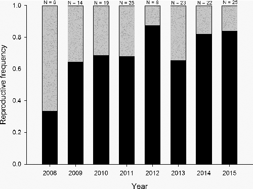 Figure 3. Percentage of reproductive females (gray bar) compared to non-reproductive females (black bar) for female pallid sturgeon collected in the upper channelized reach of the lower Missouri River.