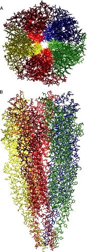 Figure 1.  The three-dimensional structure of the nAChR from Torpedo electric organ at 4Å resolution. This high resolution structure was obtained from electron images of helical tubes isolated from electric organ post-synaptic membranes from the marine ray Torpedo marmorata Citation[23]. These images were derived from the Protein Data Bank file 2BG9, coloured using the Swiss-Pdb Viewer, Deep View (www.expasy.org/spdbv) and rendered using MegaPov (www.povray.org). Individual subunits have been coloured for identification (α, red; β, blue; γ, green and δ, yellow). (A) A view from the extracellular side of the receptor. (B) A view from the side.