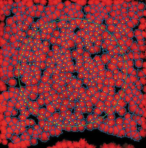 Figure 4. DSM with 0.05 m resolution as the background image, and tree crown segments from the 2D segmentation algorithm using ALS data from low altitude (150 m above ground level) as the input. Field measured tree positions shown as yellow dots. the boundary of the field plot (80 m diameter) is shown with a green circle.