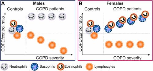 Figure 8 Dynamic changes in circulating leukocytes in different stages of COPD in males and females. Graphs represent the ratio COPD/controls for granulocytes and lymphocytes. In male COPD (A), a significant increase in neutrophils compared to controls, is detectable at early stages and it is maintained elevated throughout all the disease stages, while a decrease in lymphocyte number can be observed only in more severe male patients. In females (B), hallmark of COPD is represented by a significant reduction in lymphocyte number compared to controls, and an increase in eosinophils and basophils can be observed only as the disease progresses.