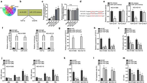 Figure 3. TCF12 is a target of miR-1270 in LUAD cells. (a) Venn diagram showed the target genes of miR-1270 predicted by ENCORI. (b) The utilization of RT-qPCR was to pick out the potential mRNAs that could be regulated by silenced GLIDR and overexpressed miR-1270 at the same time. (c) RT-qPCR was implemented to detect the expressions of mRNAs in LUAD cells, normalized to GAPDH. (d) The binding site of miR-1270 and TCF12 was predicted. (e–g) Luciferase report (NC mimics as control), RIP (IgG as control) and pull down experiments (Bio-NC as control) were implemented to prove the interaction of miR-1270 and TCF12. (h) RT-qPCR was utilized to estimate knockdown efficiency of TCF12 with sh-NC as control. (i–k) Silenced TCF12 was transfected into cells to detect cell proliferation via EdU staining, CCK-8 and colony formation assays with sh-NC as control. (l–m) Cell apoptotic ability was evaluated by flow cytometry and JC-1 experiments when TCF12 was inhibited, with sh-NC as control. *P < 0.05, **P < 0.01