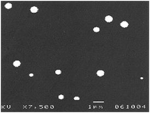 Figure 1. Scanning electron photomicrograph of formulation F6.