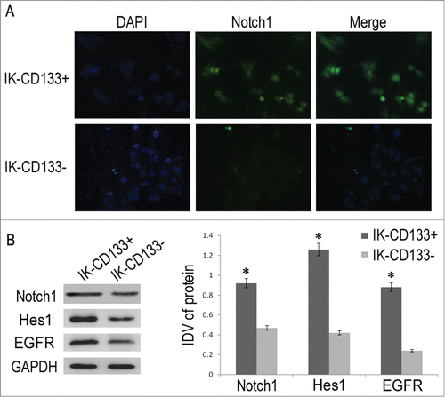 Figure 3. (A) The location and relative expression of Notch1 in IK-CD133+ cells and IK-CD133- cells by immunofluorescence. (B) The expression of Notch1 in IK-CD133+ cells and IK-CD133- cells. IDV is the abbreviation for “integrated density values.” * P < 0.05.