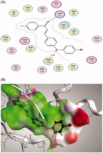 Figure 11. (A) 2 D interactions of compound 2c within p38alpha MAP kinase active site; (B) 3 D diagram of compound 2c interactions within p38alpha MAP kinase active site.