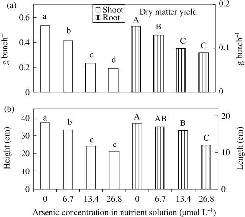 Figure 2  (a) Dry matter yield and (b) shoot height and root length of rice seedlings with different levels of As. Bars with different letters are significantly different (P < 0.05) according to a Ryan–Einot–Gabriel–Welsch multiple range test.