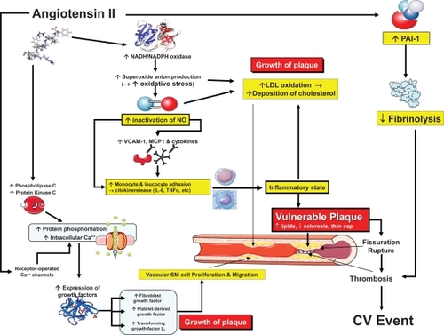 Figure 1 Mechanisms of the detrimental effects of angiotensin II on atherosclerosis.