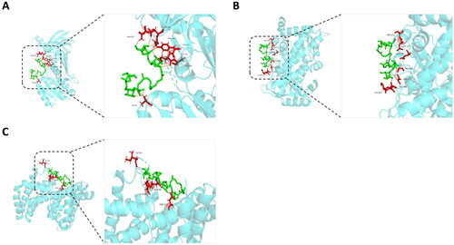 Figure 9. Molecular docking-predicted binding mode. (A) Molecule docking of crocin binding to PRMT1. (B) Molecule docking of crocin binding to CYP3A4. (C) Molecule docking of crocin binding to GLB1.