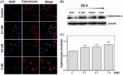 Figure 6. Inhibition of SF3b1 by pladienolide B promotes cytochrome c release in human cervical carcinoma HeLa cells. (A) The localization of cytochrome c protein in HeLa cells was determined by fluorescent microscopy. (B) Representative western blot images. (C) Quantitative analysis of cytochrome c was represented by column graphs. β-Actin was used as a loading control. All experiments were performed in triplicate. The data are expressed as the mean ± SD. ***p < .001 (vs. control group).