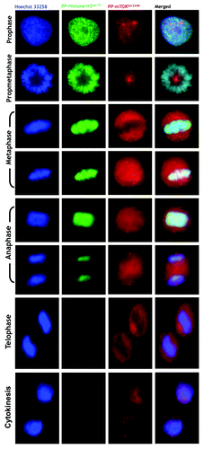 Figure 8. Spatiotemporal relationship between phospho-mTORSer2448 and phospho-histone H3Ser10 during mitosis and cytokinesis. After fixation and permeabilization of asynchronously growing A431 cells in 96-well clear-bottom imaging tissue culture plates optimized for automated imaging applications, cells were double-stained with antibodies against phospho-mTORSer2448 and α-tubulin and with Hoechst 33258 for nuclear counterstaining. The figure shows representative portions of images containing dividing cells captured with a 40x objective in the channels corresponding to phospho-mTORSer2448 (red), phospho-histone H3Ser10 (green) and Hoechst 33258 (blue), and the images were merged with a BD Pathway™ 855 Bioimager System using BD Attovision™ software.